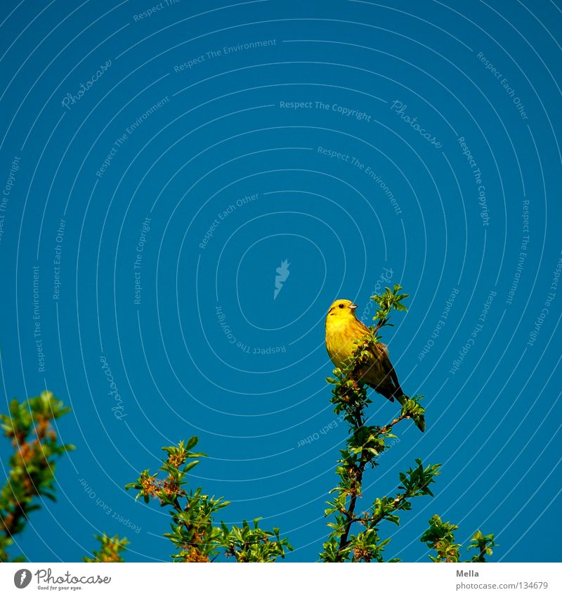 Yellowhammer Spring Environment Nature Plant Animal Leaf Twigs and branches Bird 1 Crouch Looking Sit Natural Blue Perspective Colour photo Multicoloured