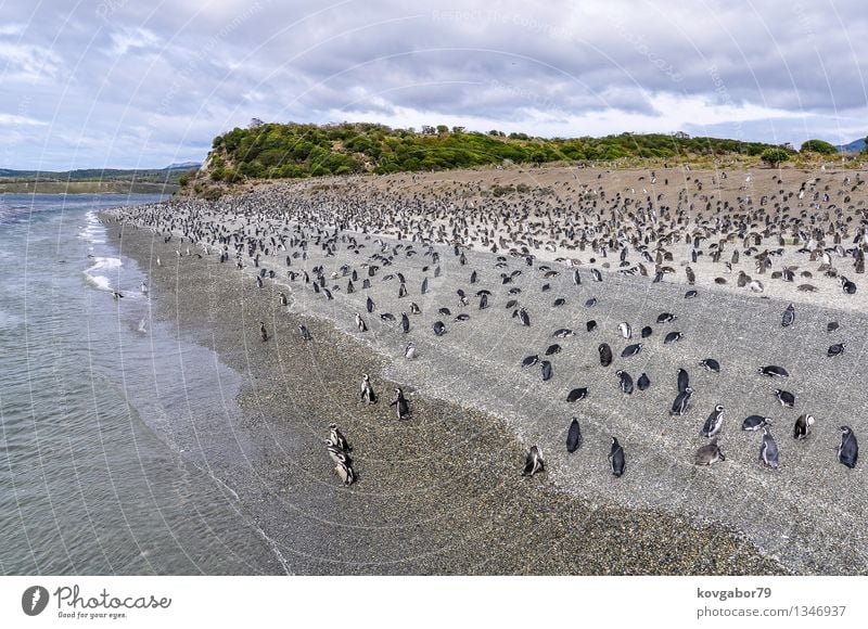 A huge penguin colony on the beach, Beagle Channel, Argentina Ocean Nature Landscape Sky Clouds Coast South America Ushuaia Beauty Photography fuego Penguin