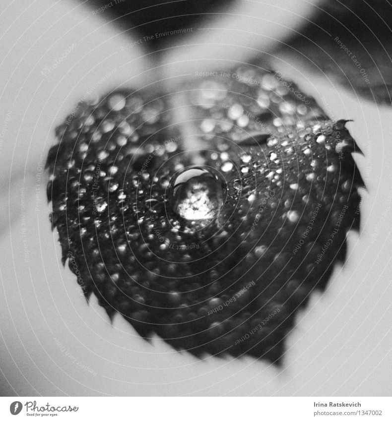 drops Nature Plant Flower Rose Leaf Beautiful Water Drops of water Black & white photo Blur helios Cute Interior shot Close-up Macro (Extreme close-up) Polaroid