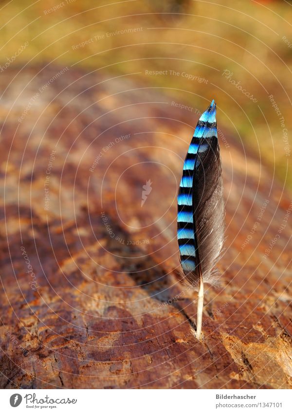 feather Feather Wing Jay Soft Delicate Blue Decoration Detail Elegant Quill Sensitive Hair Nature Organic Black Weightlessness Bird Fragile Fine Striped Easy