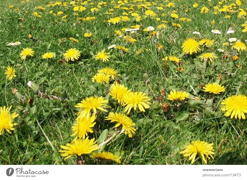 anti_rasewheel mowing Meadow Flower Blossom Lawn yellow-irgendwelche-comic-weeds