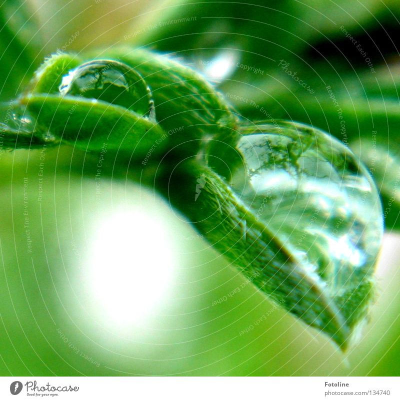Drops of water lie safely on a green leaf Clouds Glass bead Rain Water Sky Sun Rope Nature Wet Plant Macro (Extreme close-up) Close-up flaked Fresh Reflection