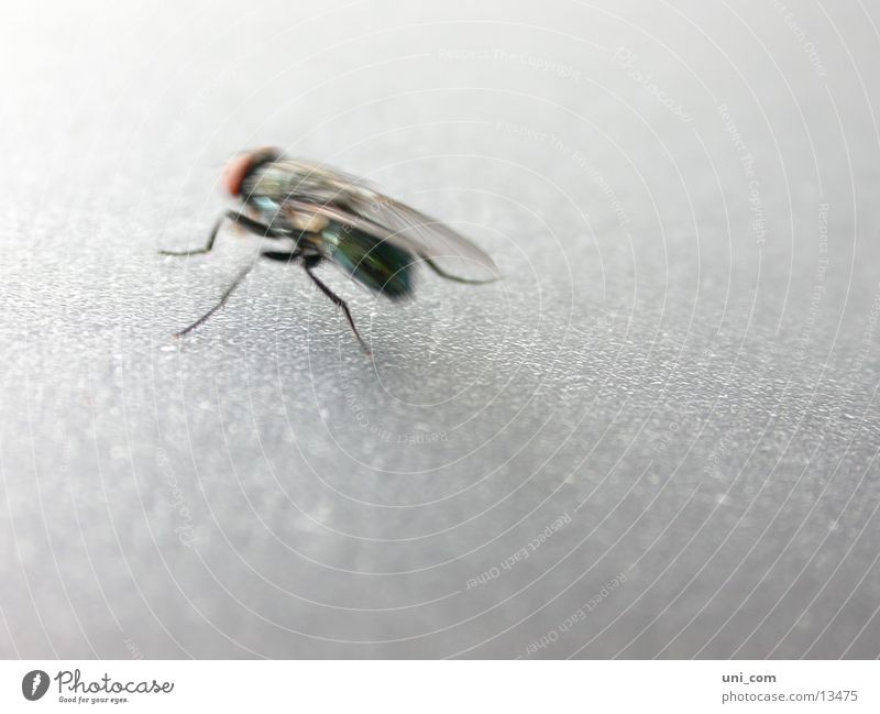 smart fly Insect Blur Fly Wing Movement