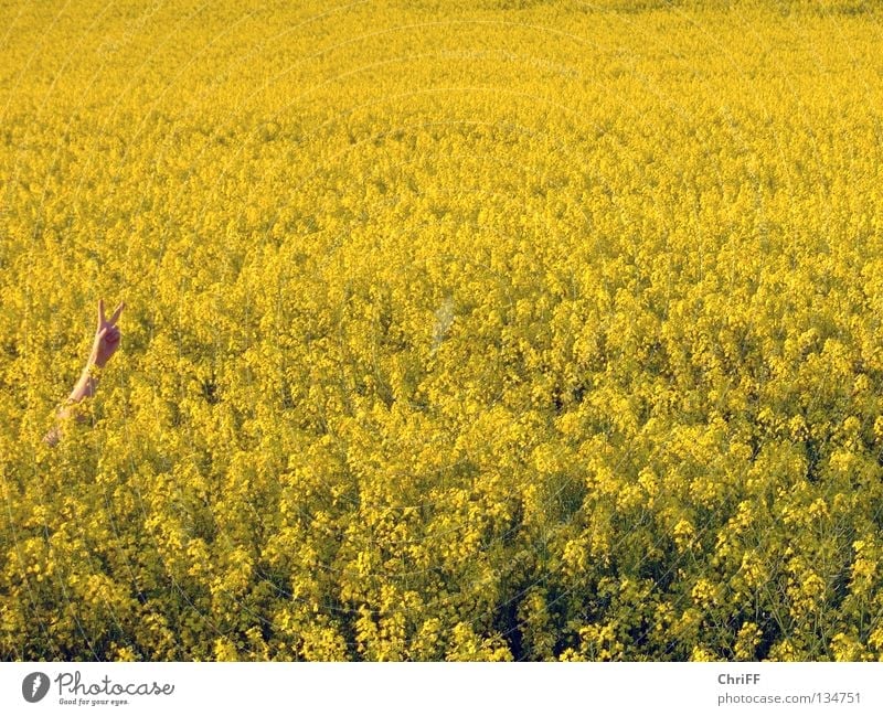 Peace in Rapsfeld II Canola Hand Gesture Field Canola field Yellow Spring Blossoming Nature Arm