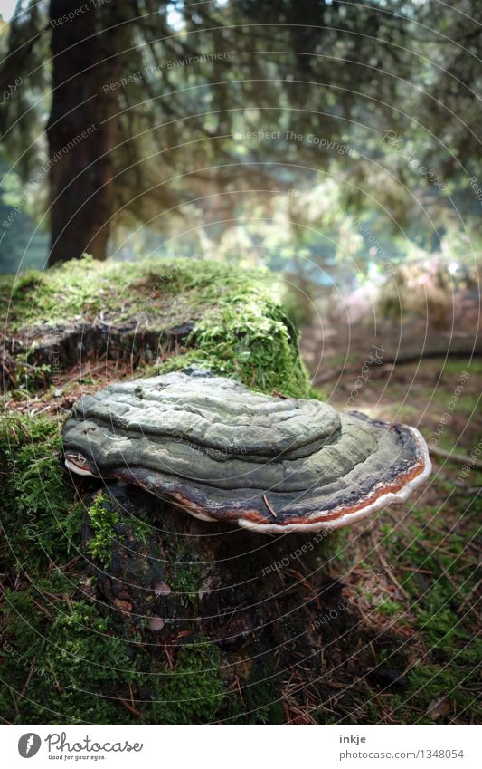 tree fungus Nature Summer Autumn Moss Tree stump Tree fungus Forest Woodground Coniferous forest Mixed forest Mushroom Growth Freeloader Symbiosis Green