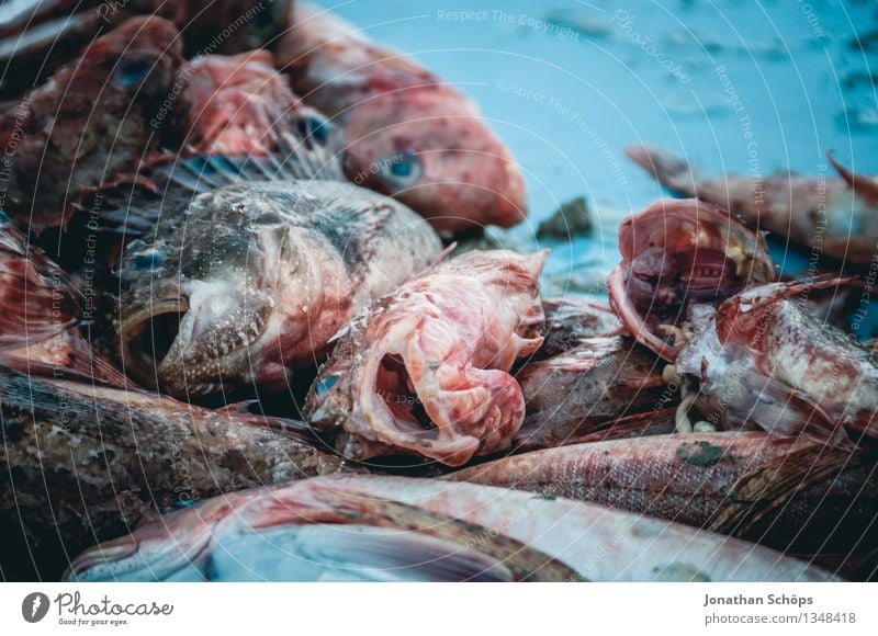 Fischers Fritze fishes fresh fish VIII Environment Animal Fish Group of animals Blue Death Guilty Gluttony Voracious Squander Fishery Sell Kill Fisherman