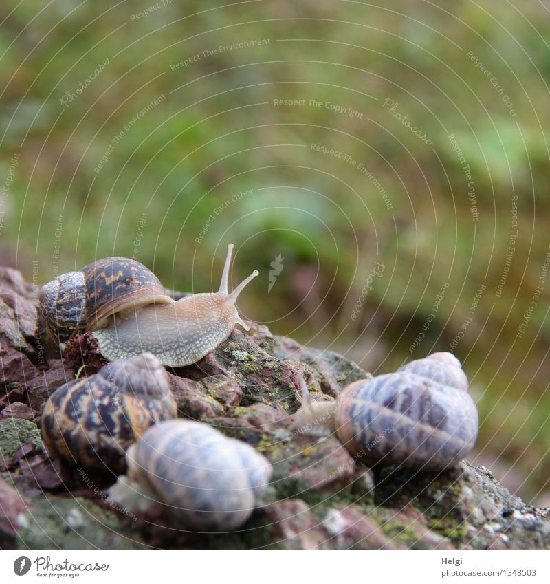 meeting Environment Nature Animal Rock Wild animal Snail Snail shell 4 Crawl Lie Authentic Together Uniqueness Small Natural Brown Gray Green Contentment