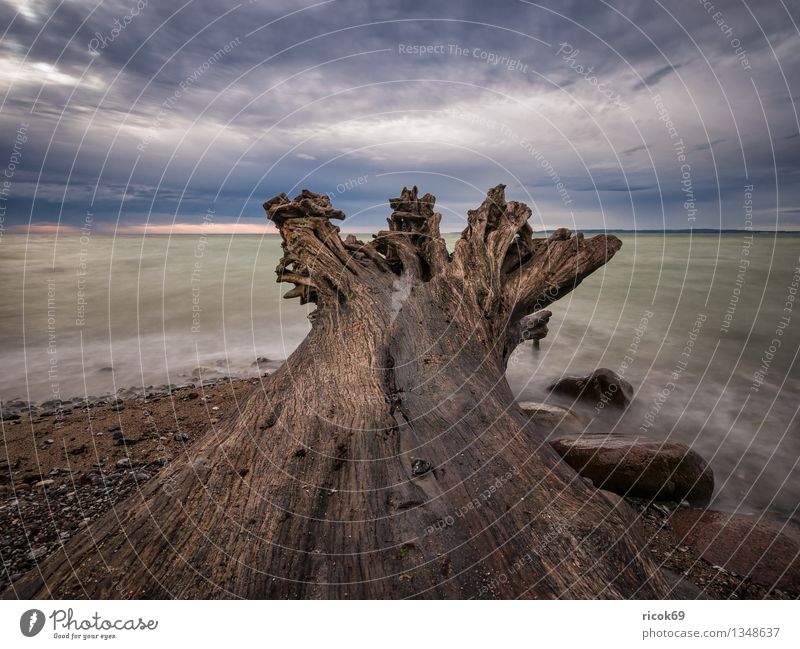 Baltic coast Vacation & Travel Nature Landscape Clouds Tree Rock Coast Baltic Sea Ocean Tourist Attraction Stone Blue Romance Idyll Calm Tree trunk Sky Rügen