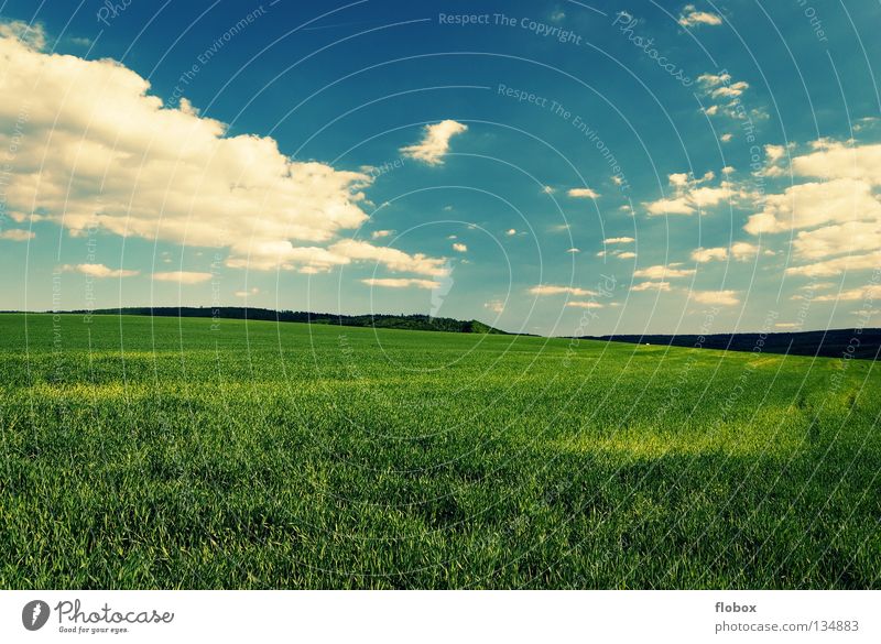 Greenish Field Agriculture Landscape Nature Far-off places Clouds in the sky Cloud field Wisp of cloud Cloud formation Beautiful weather Sky blue White