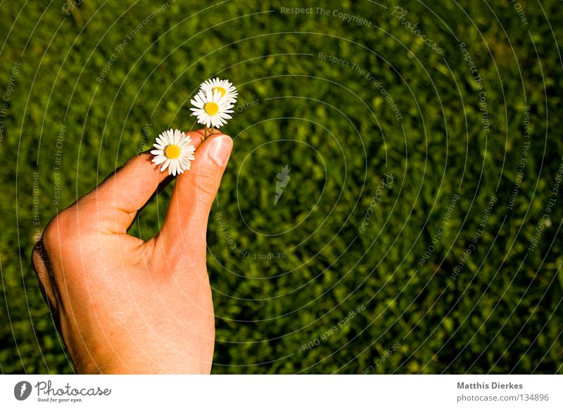 Late Mother's Day Present Daisy Flower Blossom Hand Fingers Give Donate Gift Meadow Summer Spring Spring fever Friendliness Display of affection