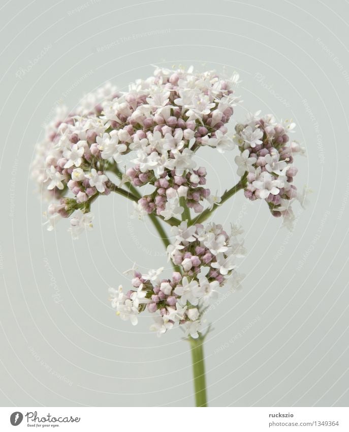 Valerian, Valerian flower, Valeriana, officinalis Healthy Medication Plant Blossom Wild plant Meadow Free White valerian flower Medicinal plant Meadow flower