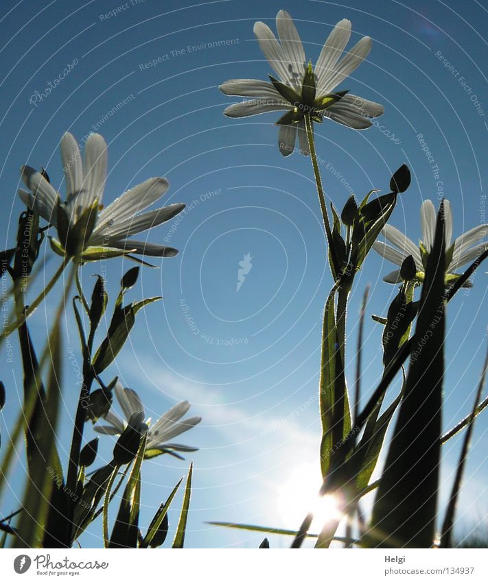 spring flowers Plant Flower Blossom Blossom leave White Green Stalk Wayside Field Sunset Dusk Blade of grass Long Thin Grass Growth Flourish Blossoming Clouds