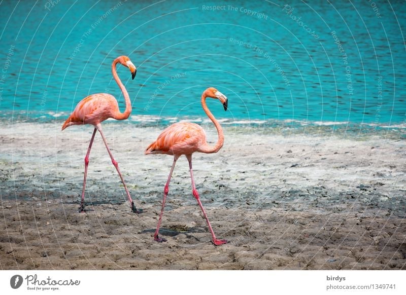 Flamingo-Ente