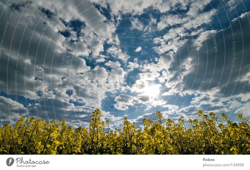 Rap, canola, canola, canola, canola... Canola field Oilseed rape cultivation Clouds in the sky Cloud formation Wisp of cloud Cloud field Agriculture Deserted