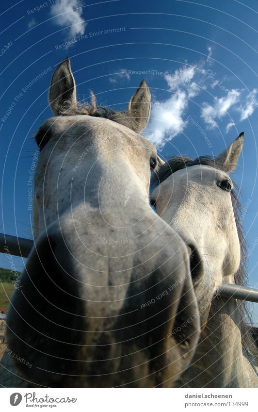 delicious new camera Horse Wide angle Agriculture Animal Meadow Summer Green Cyan Vacation & Travel Black Forest Environment Habitat Ecological Clouds Grass