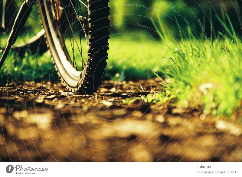 summer Grass Green Brown Wheel rim Evening sun Vacation & Travel Relaxation Flat (apartment) Society Garden Park Bicycle Spokes Lanes & trails