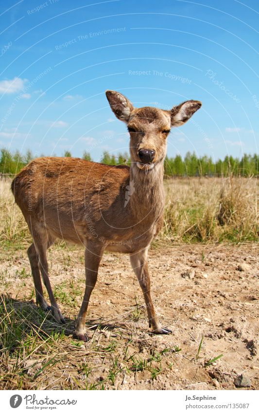 pussycat III Summer Nature Animal Wild animal Bambi Roe deer Steppe Badlands Mammal sika deer Be confident Animal portrait Drought Dry Grass Blue sky Looking