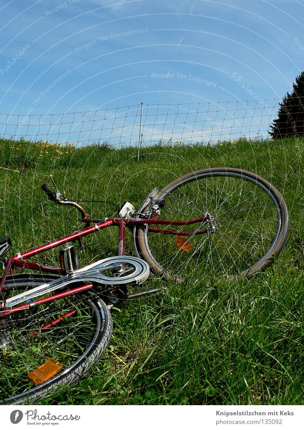 Re-roller on the meadow Bicycle Meadow Fence Ruminant Summer Spring Grass Vacation & Travel Relaxation Pedal Green Transport Lie Trip Coil Fenced in ringing