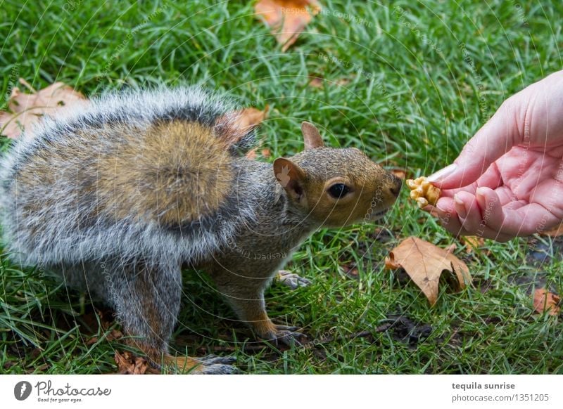 mealtime Hand Grass Nut Walnut Park Meadow Animal Wild animal Squirrel 1 Eating To feed Feeding Appetite Exterior shot Day