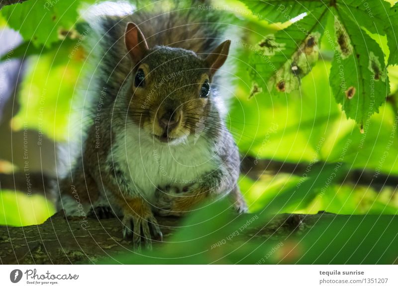 safe Environment Nature Plant Animal Tree Branch Leaf Forest Wild animal Squirrel 1 Crouch Looking Brown Green Watchfulness Wait Safety Colour photo
