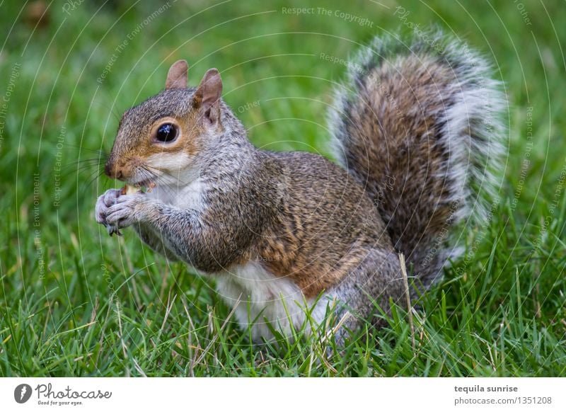 meal Environment Nature Plant Animal Grass Garden Park Meadow Wild animal Squirrel 1 Eating To feed Fat Cuddly Brown Gray Green Meal Nut Colour photo Close-up