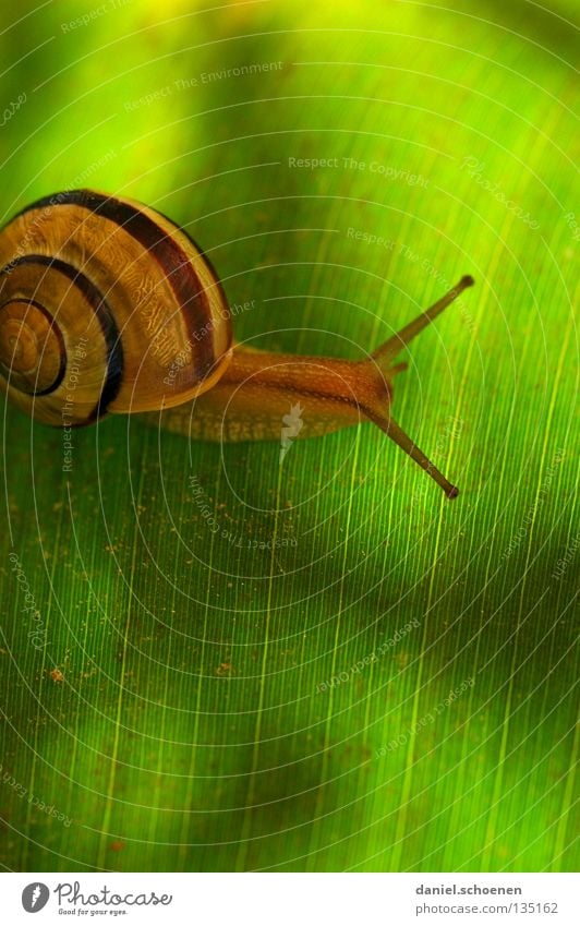 mobile home 2 Spring Green Pea green House (Residential Structure) Snail shell Crawl Slowly Background picture Spiral Mobility Leaf Macro (Extreme close-up)