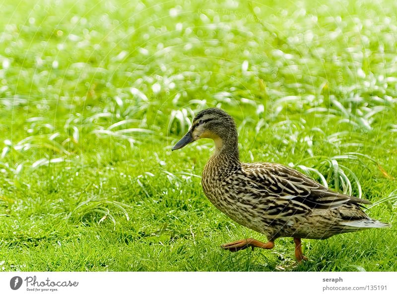 Duck Duck birds Drake Bird Quack Beak Feather Meadow Daisy Flower meadow Goose Multicoloured Mallard Animal Colouring Waddle Going Animal protection