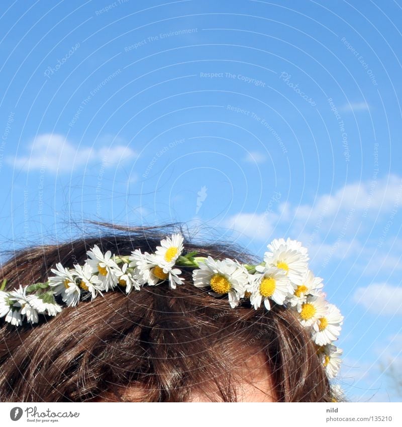 spring high two Spring Summer Flower Daisy Sky blue Flower wreath Blossom White Delicate Goof off Decoration Head Hair and hairstyles flowers in hair Treetop