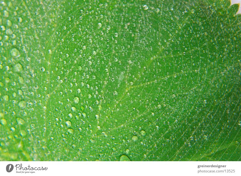 leaf with drops Leaf Damp Green Surface Wet Fresh Nature