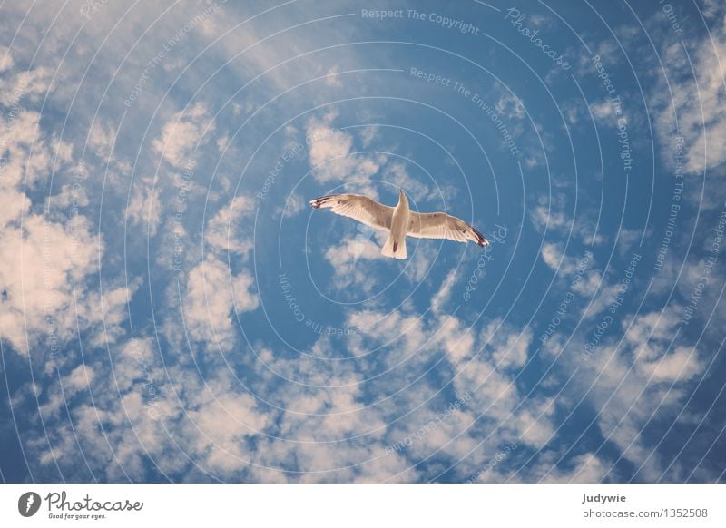 A feeling of freedom Environment Sky Sky only Clouds Summer Beautiful weather Animal Wild animal Bird Seagull Relaxation Flying Free Natural Athletic Movement