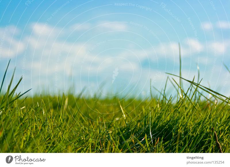 ordinary meadow Meadow Grass Green Horizon Clouds Blade of grass Near Under Lawn Sky Blue Floor covering Nature