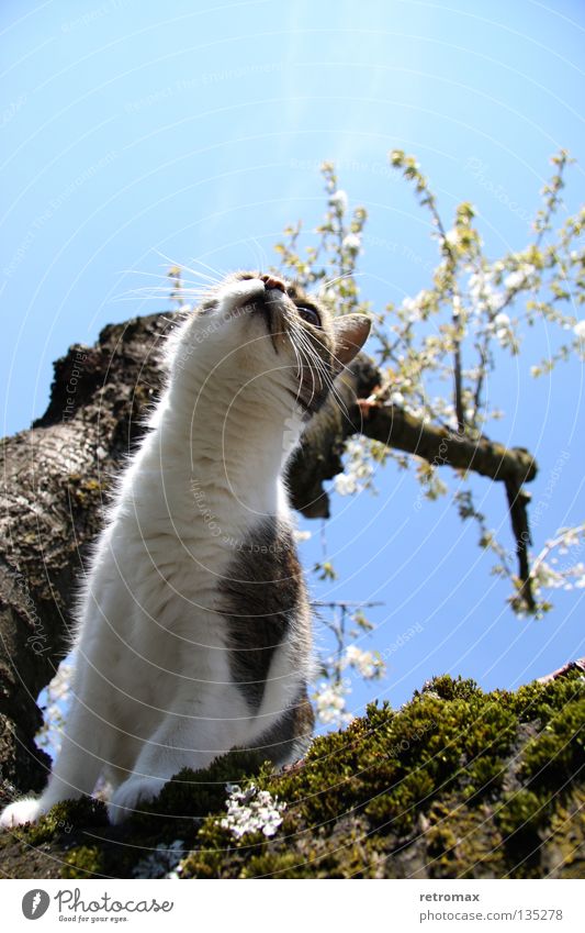 great views Cat Avaricious Land-based carnivore Tree Cherry Blossom Wood Growth Vantage point Bird's-eye view Might Mammal Traffic infrastructure Sky Blue