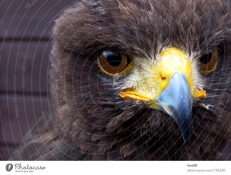 Hawk Eagle Bird of prey Watchfulness Beak Feather Ornithology Animal Beautiful Environment Portrait photograph Plumed Captured Motionless Checkmark Eagles eyes