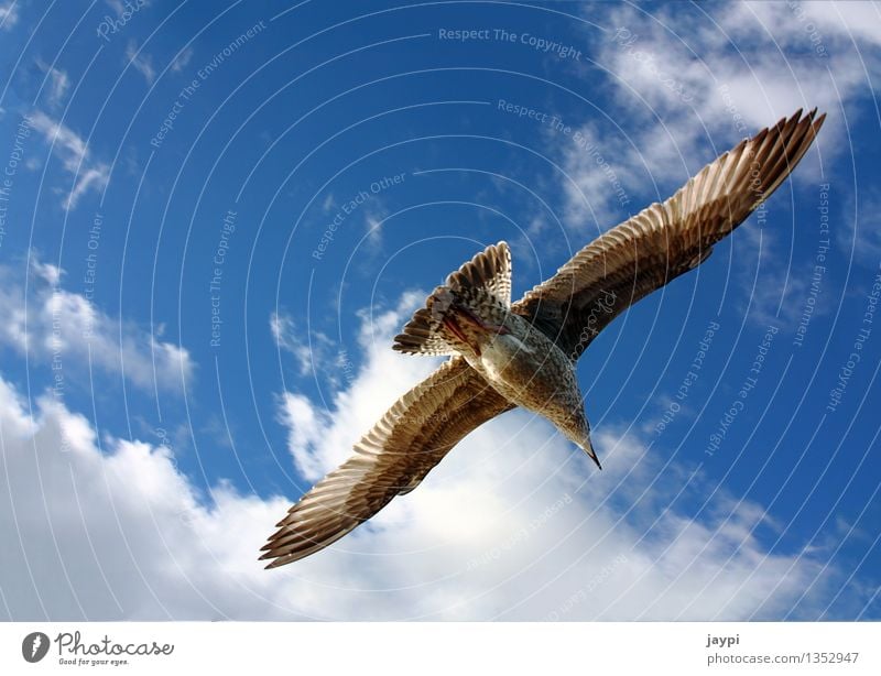 eagle Air Sky Clouds Beautiful weather Animal Wild animal Bird Seagull Gull birds Span Flying Floating Wing Feather Navel 1 Elegant Blue Brown Calm Freedom