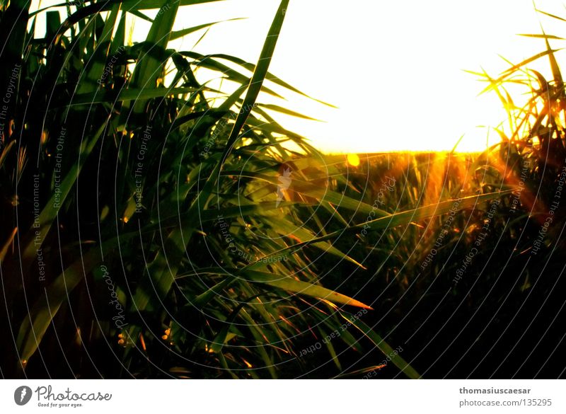 sunny idyll Grass Barley Field Sunbeam Yellow Green Dark Physics Twilight Spring Bright Warmth balanced out Evening Calm untouched Nature