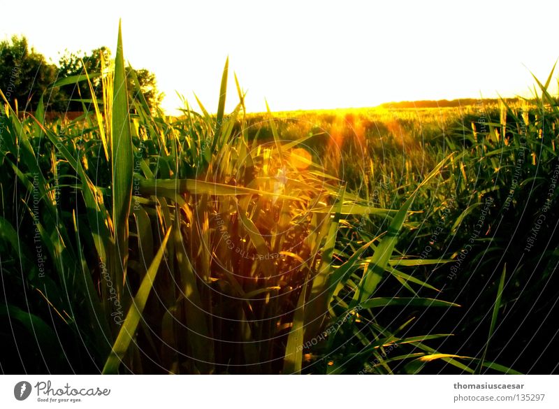 spring force Field Grass Barley Tree Yellow Green Dark Physics Twilight Sunbeam Spring Force Fresh Juicy Sky Bright Warmth Evening Nature Free