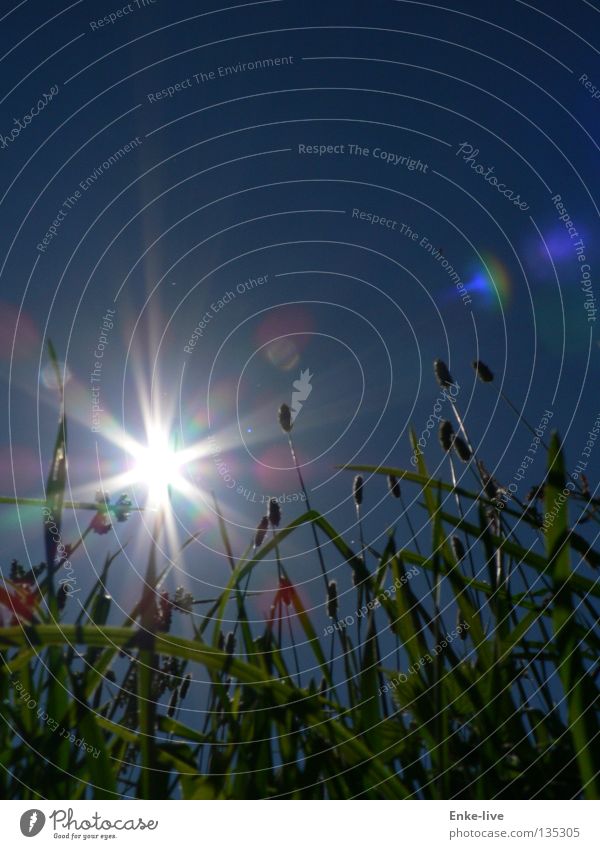 sunrays Blade of grass Green Mole Beautiful Summer Think Transport Sky Sun Blue Relaxation sneeze plump ponder