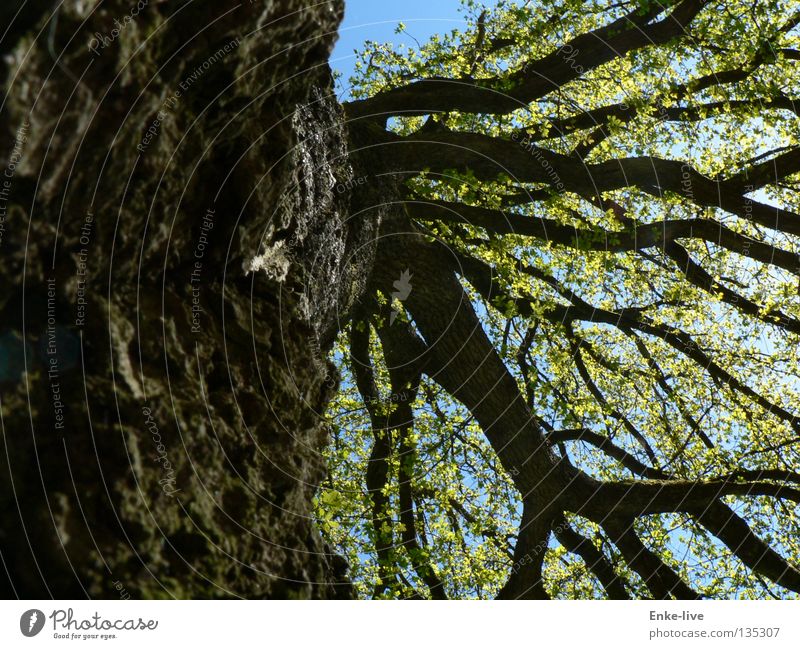 tree Tree Leaf Branchage Treetop Branched Green Tree bark Think Beautiful Interesting Spring Transport Tree trunk Sky Blue brown. black Relaxation plump ponder