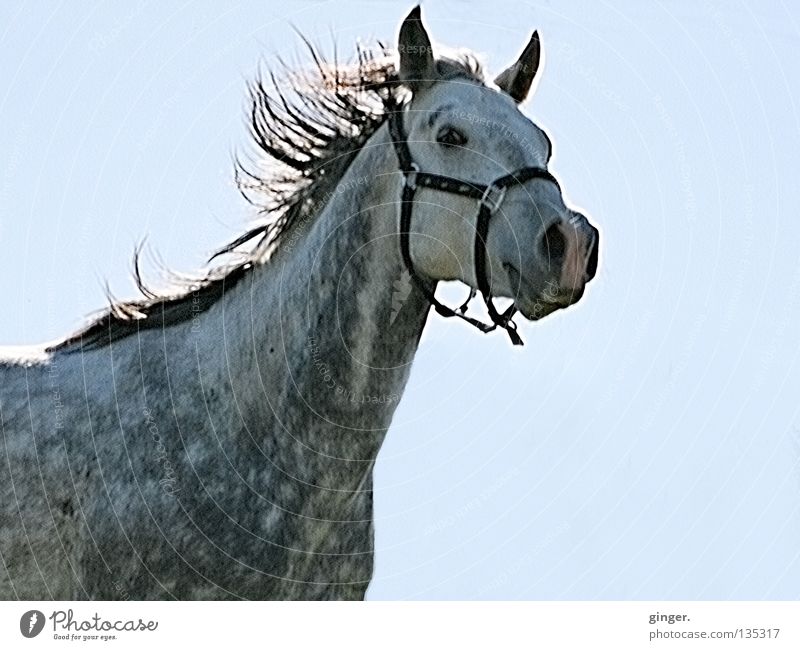 YEEHAA!!! Beautiful Equestrian sports Animal Sky Horse Speed Blue Gray Pride Mane Floating Gray (horse) Nostrils Halter Exuberance Mammal Horse's gait Gallop