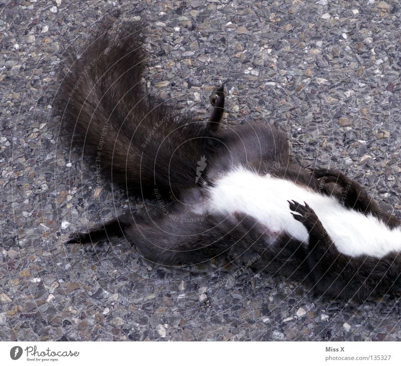*censored Colour photo Exterior shot Street Highway Pelt Paw Stone Sleep Sadness Brown Grief Death Distress End Squirrel Pavement Stony Kill Accident Rodent