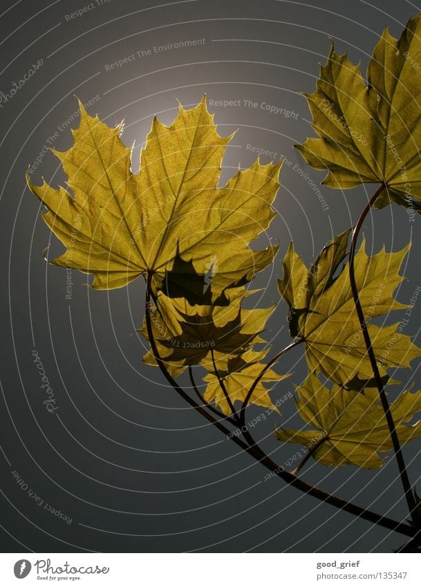 light 2 Autumn Leaf Maple tree Tree Sky Gray Yellow Twig Branch