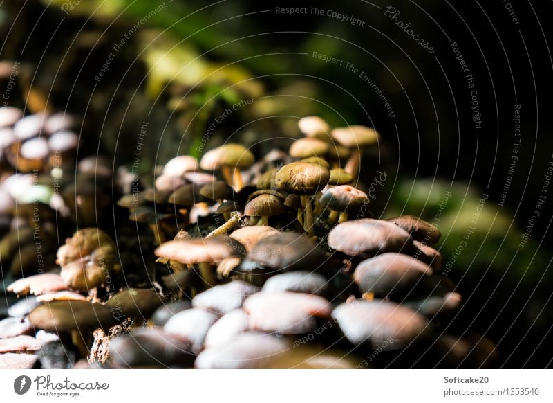 Mushroom Forest Nature Sunlight Autumn Moss Brown Green Environment Mushroom picker Mushroom cap Autumnal Automn wood Colour photo Exterior shot Day Light