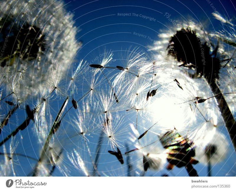 Sun - Umbrella 2 Lighting Back-light Dandelion White Multiple Blossom Meadow Flower Transience Sky Blue Bright umbrella Seed Flying Many Landscape Limp