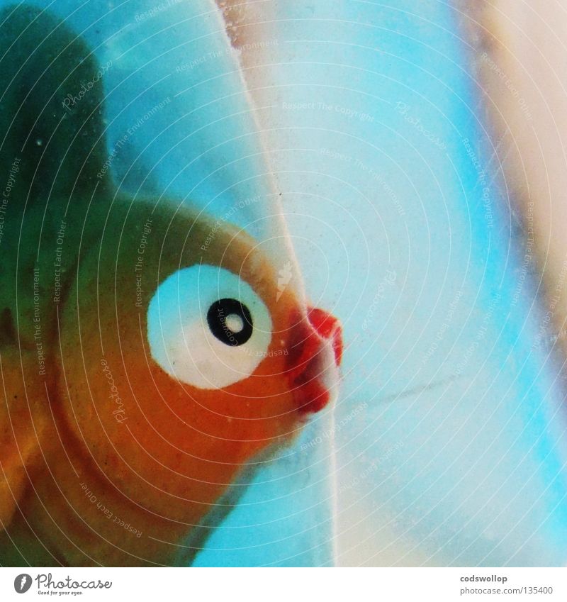 I'm a Celebrity Get Me Out of Here Water Fish Toys Exceptional Kitsch Goldfish Eyes Fish head Animal figure Partially visible Section of image Close-up Detail
