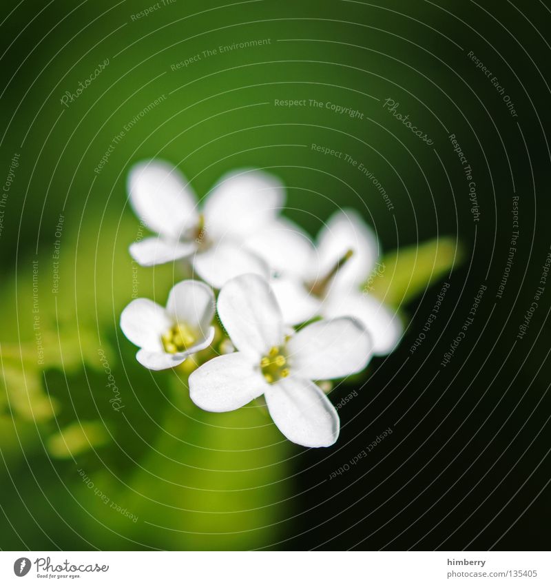 lost in hope Flower Blossom White Blossom leave Botany Summer Spring Fresh Growth Plant Red Background picture Transience Beautiful Grief Hope Goodbye Funeral