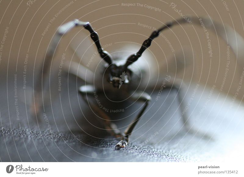 antennas Black Threat Feeler Antenna Interior shot Macro (Extreme close-up) Close-up Beetle Part Contact