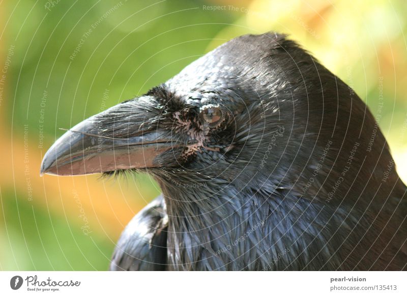 opaque Raven birds Black Relaxation Watchfulness Beak Break Crow Bird Open Power
