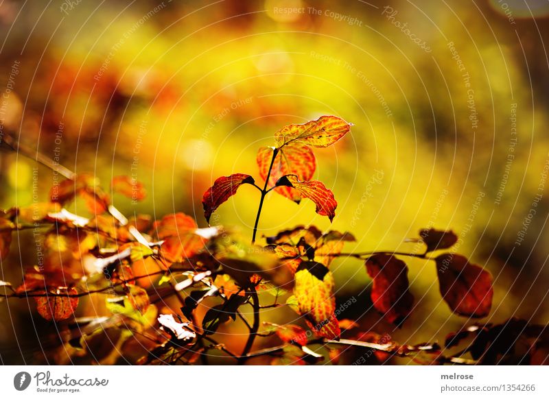 Autumn lights 2015 Elegant Style Environment Nature Beautiful weather Tree Bushes Leaf Branch Twigs and branches Forest autumn lights Blur Point of light