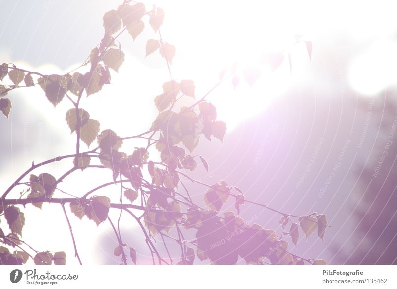 summer. Summer Spring Leaf Tree Apple tree Back-light Light Overexposure Beautiful Spring fever To enjoy Leisure and hobbies Park Physics White Red Gray Joy