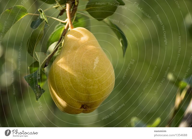 Juicy ripe pear hanging from branch Fruit Nature Autumn Leaf Yellow Green Pear Fruit Tree Pear Tree Food Branch Photography Food And Drink Ripe Stem